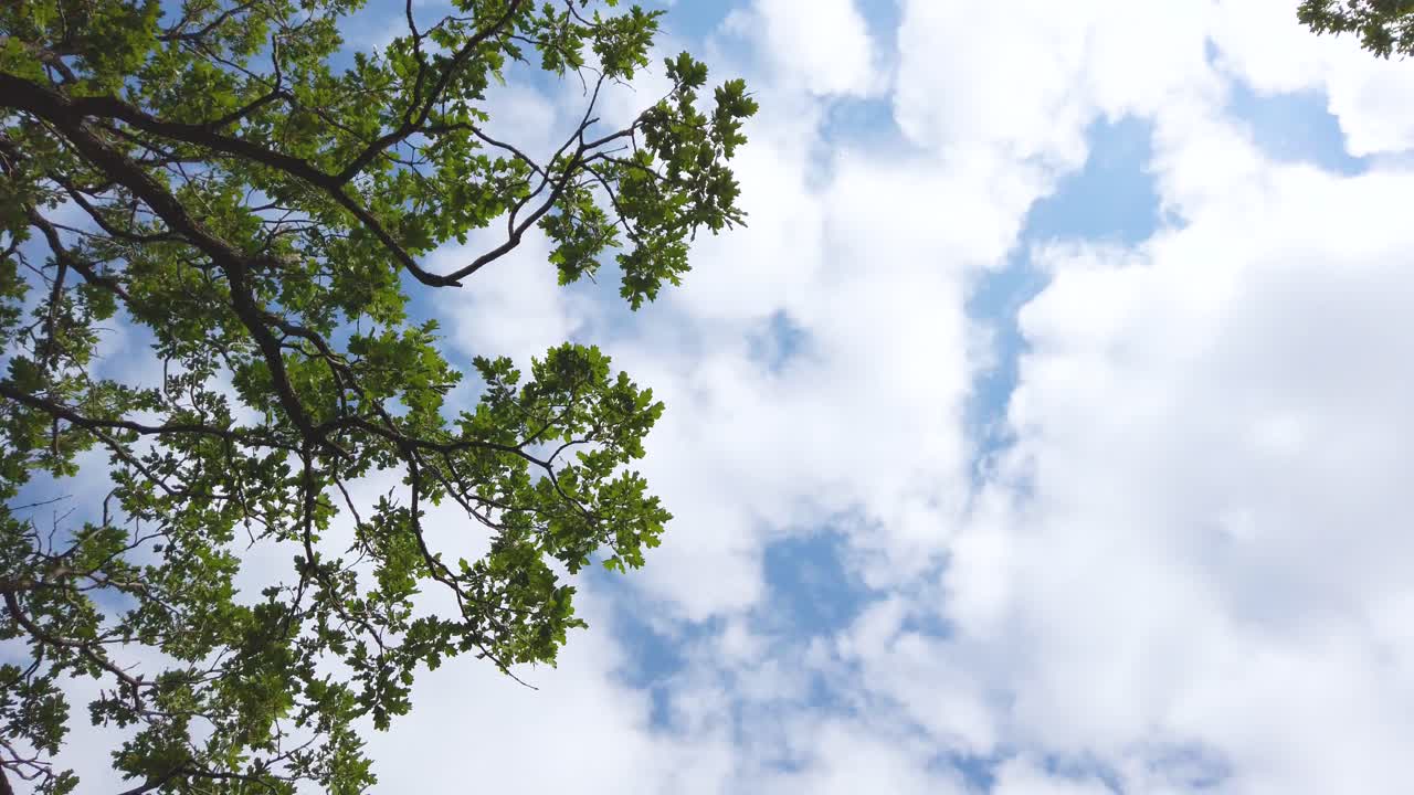 Green oak leaves and branches on a background of blue sky with white clouds shot below. Walking looking up below of oak forest.  Sunny day around nature