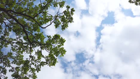 green oak leaves and branches on a background of blue sky with white clouds shot below. walking looking up below of oak forest.  sunny day around nature