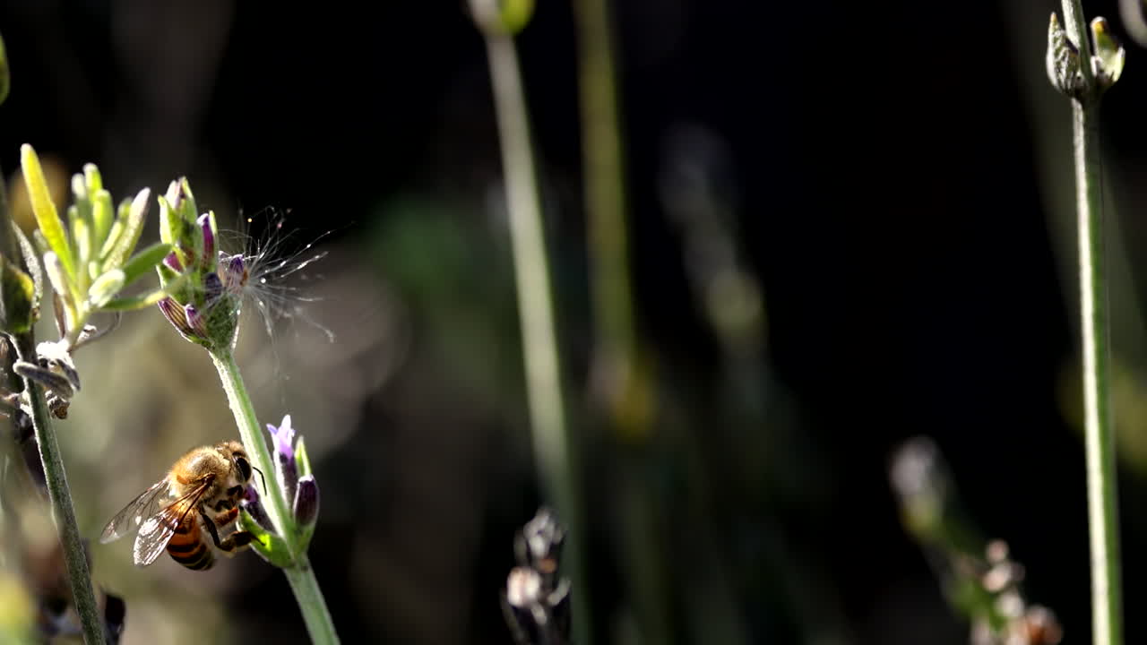 Bee feeds on lavender flower in slow motion close up macro detail
