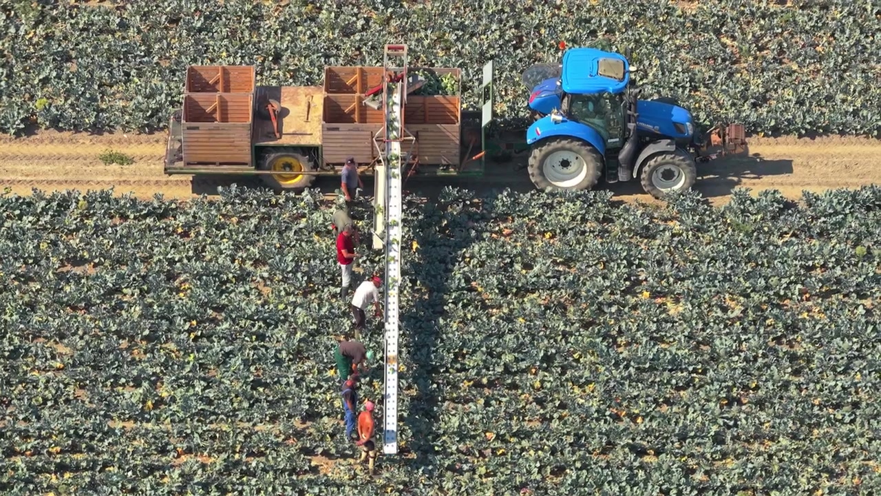 Lavoratori agricoli che raccolgono cavoli in un vasto campo