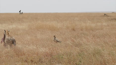 Eine-Junge-Hyäne-Versucht,-Ihre-Beute,-Eine-Thompson-Gazelle,-An-Einen-Sichereren-Ort-Zu-Bringen,-Weg-Von-Anderen-Opportunisten,-Wie-Den-Geiern,-Die-Im-Rücken-Warten,-Und-Dem-Adler,-Der-Zur-Inspektion-Kommt