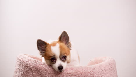 Video-shot-up-close-of-a-happy-little-dog,-puppy-lying-on-a-pink-rug-with-a-pink-wall-in-the-backdrop