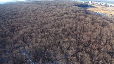 drone view of frozen forest at winter. aerial view of snow covered forest during winter season