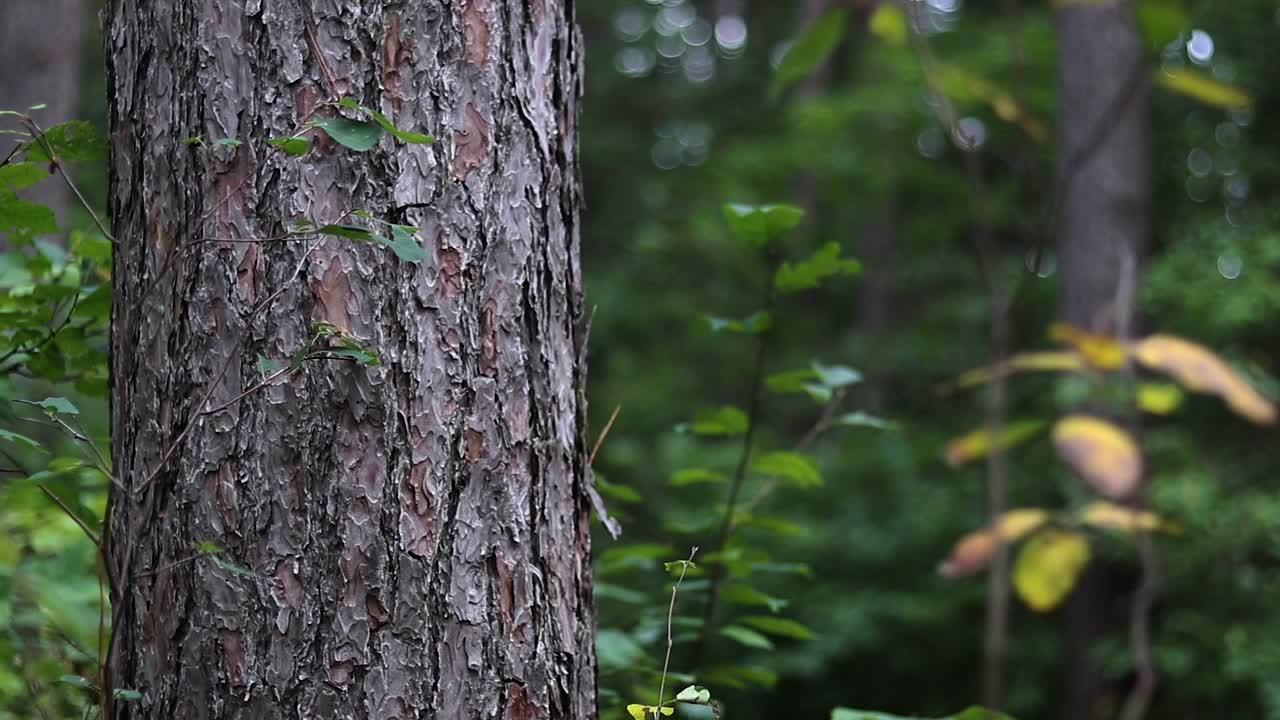 年轻的金发女人独自走在松树旁边, 在加拿大农村徒步旅行时触摸它