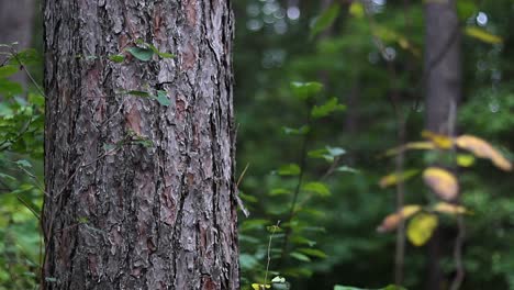 young blonde women walking all alone by a pine tree and touches it while hiking in the rural countryside of canada