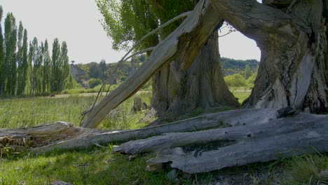 dead trees in the prairie