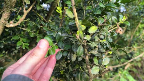 Toque-Buxus-Hyrcana-Pojark-árbol-En-Peligro-De-Extinción-Mano-Mujer-Dedo-En-El-Bosque-De-Hyrcanian-Naturaleza-Extinción-Concepto-De-Flora-Especie-Planta-Maravillosas-Imágenes-Científicas-Del-Jardín-Botánico-En-Irán-Gilan