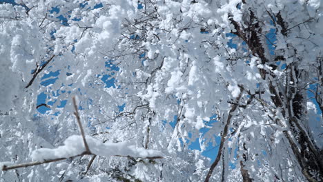 walking through winter snowcapped forest on clear sky day