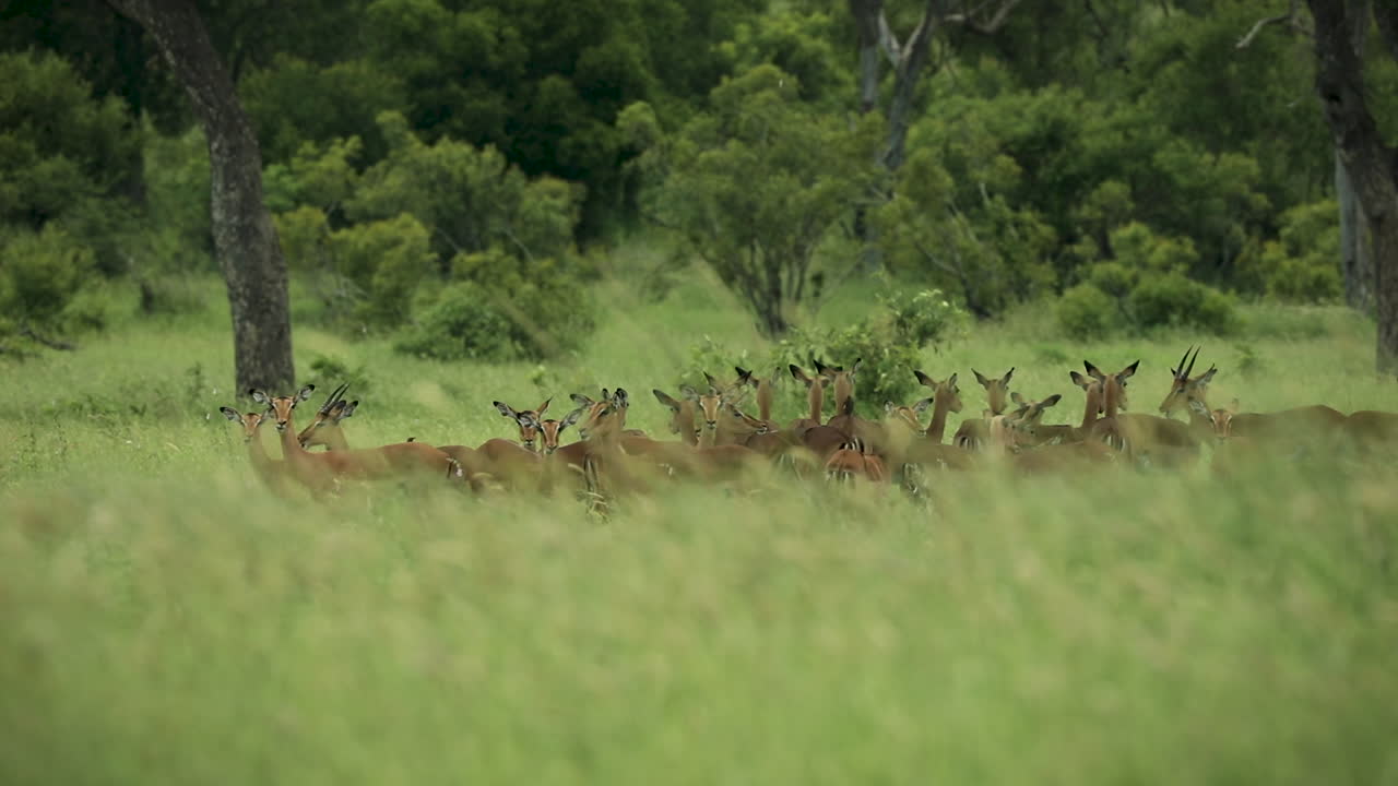 en flok impalaer står bag det høje grønne græs i sabi sands game reserve i sydafrika