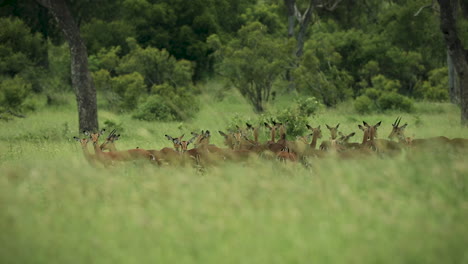 Manada-De-Impalas-De-Pie-Detrás-De-La-Hierba-Verde-Alta-En-La-Reserva-De-Caza-Sabi-Sands,-Sudáfrica