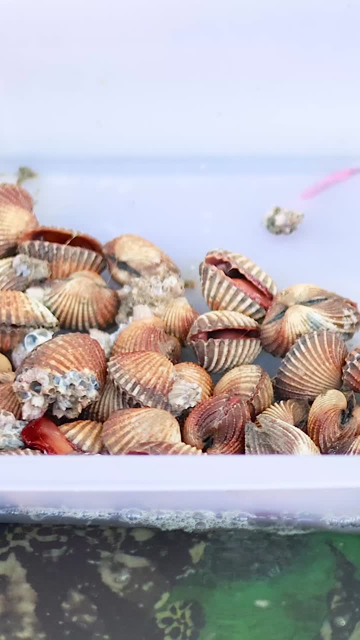 cocos expuestos en bandejas en el mercado de mariscos