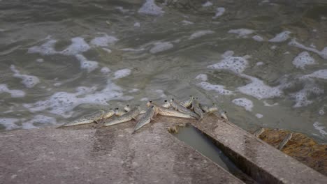 sand goby at the shoreline