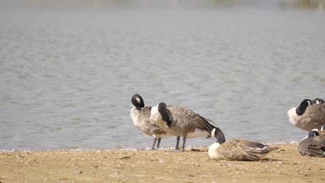 canada goose in its natural environment canada goose, flock of geese on a spring lake, uk