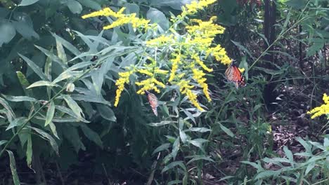 Two-monarch-butterflies-feed-and-fly-away