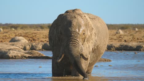 elephant standing in waterhole skims top to drink the cleanest water