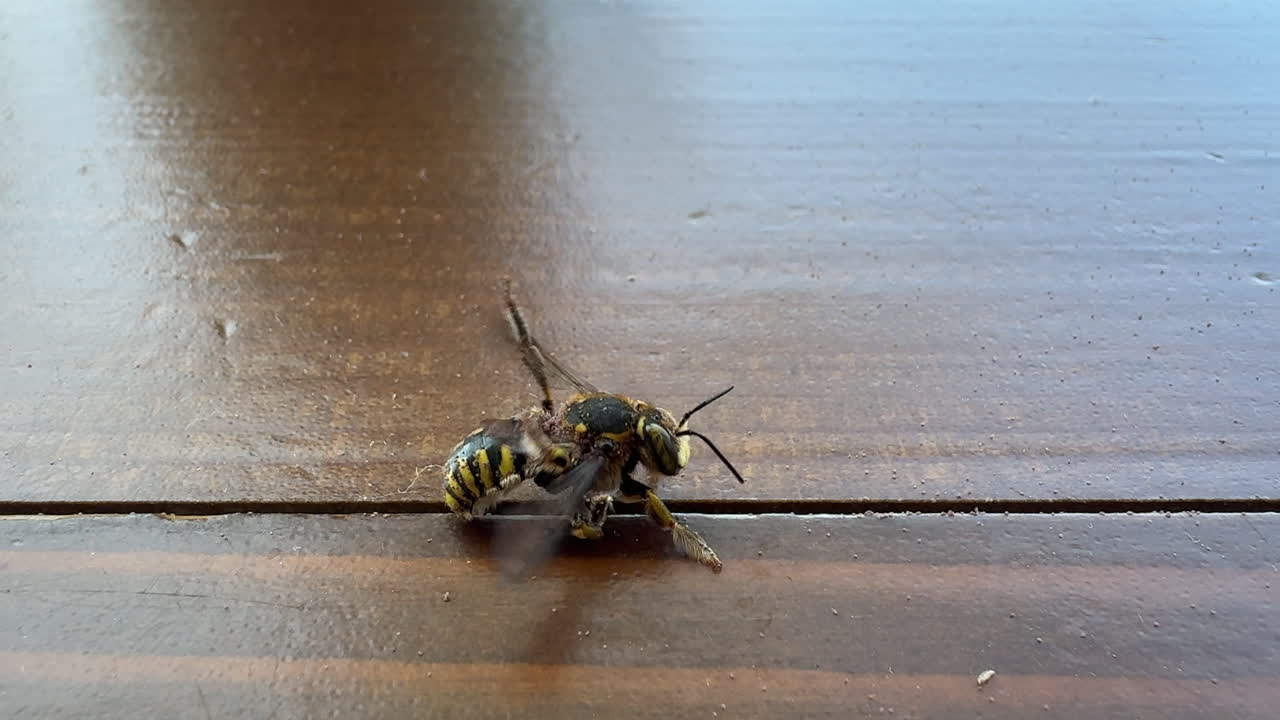 a bee is covered with mites all over its body