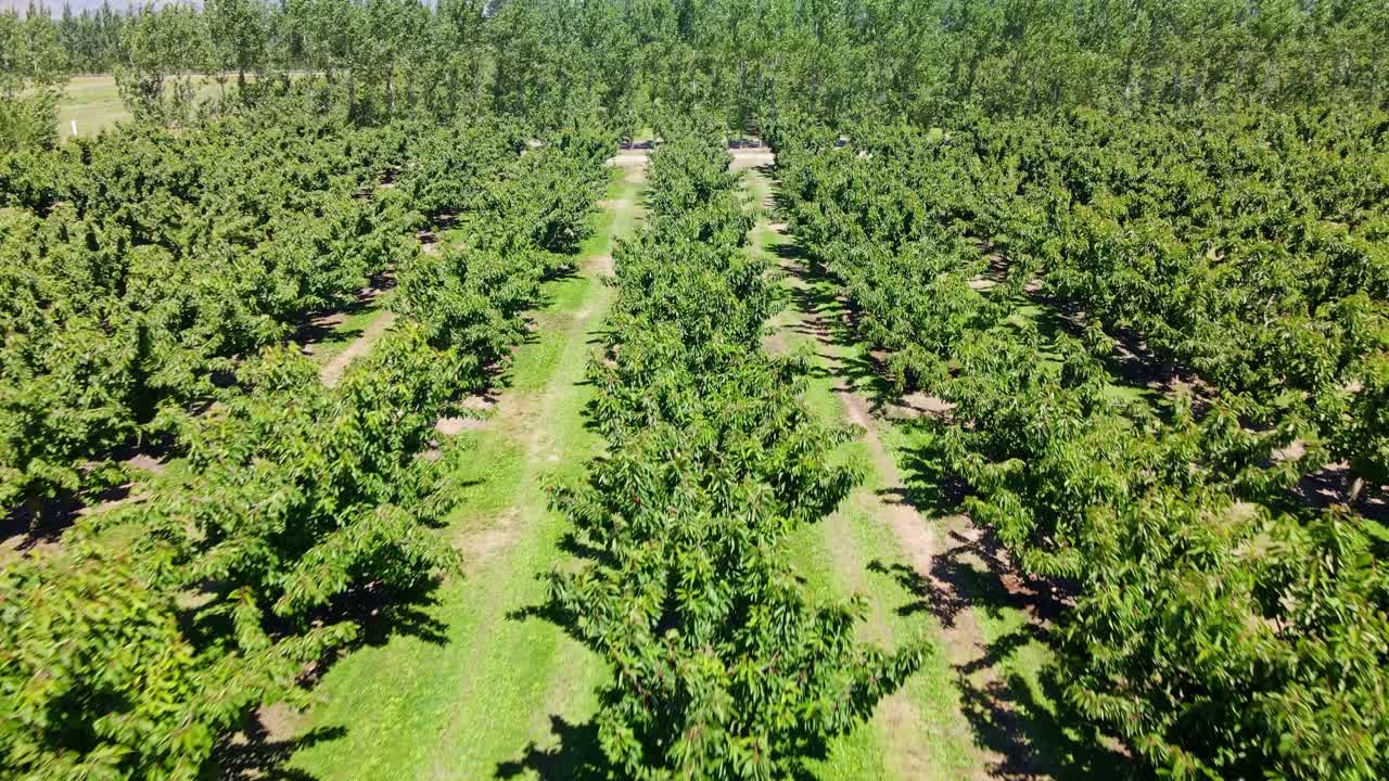 A drone flies forward through neat rows of green cherry trees, capturing the orchard from above on a bright sunny day