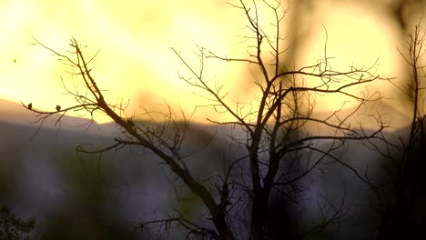 Pájaros-Negros-De-Alas-Rojas-Posados-En-Ramas-De-árboles-Contra-Un-Fondo-De-Puesta-De-Sol-Y-Montañas