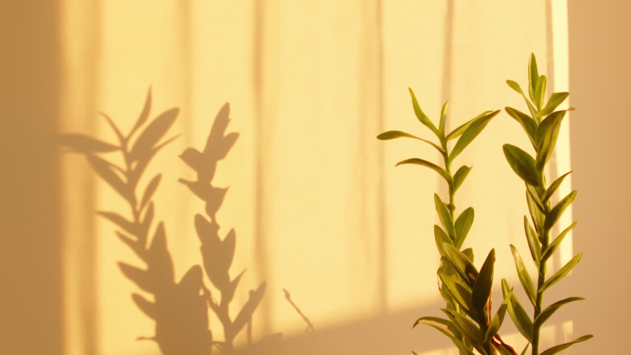 집 식물 그림자 황금 시간 빛