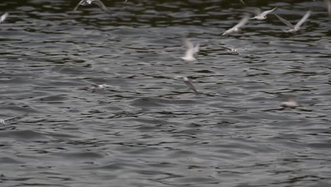 Terns-and-Gulls-Skimming-for-Food-are-migratory-seabirds-to-Thailand,-flying-around-in-circles,-taking-turns-to-skim-for-food-floating-on-the-sea-at-Bangpu-Recreational-Center-wharf