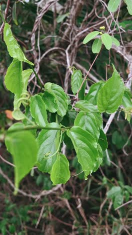 close-up of vibrant green leaves on a plant