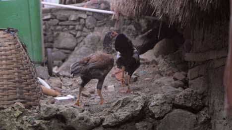 chicken hopping up a stony step