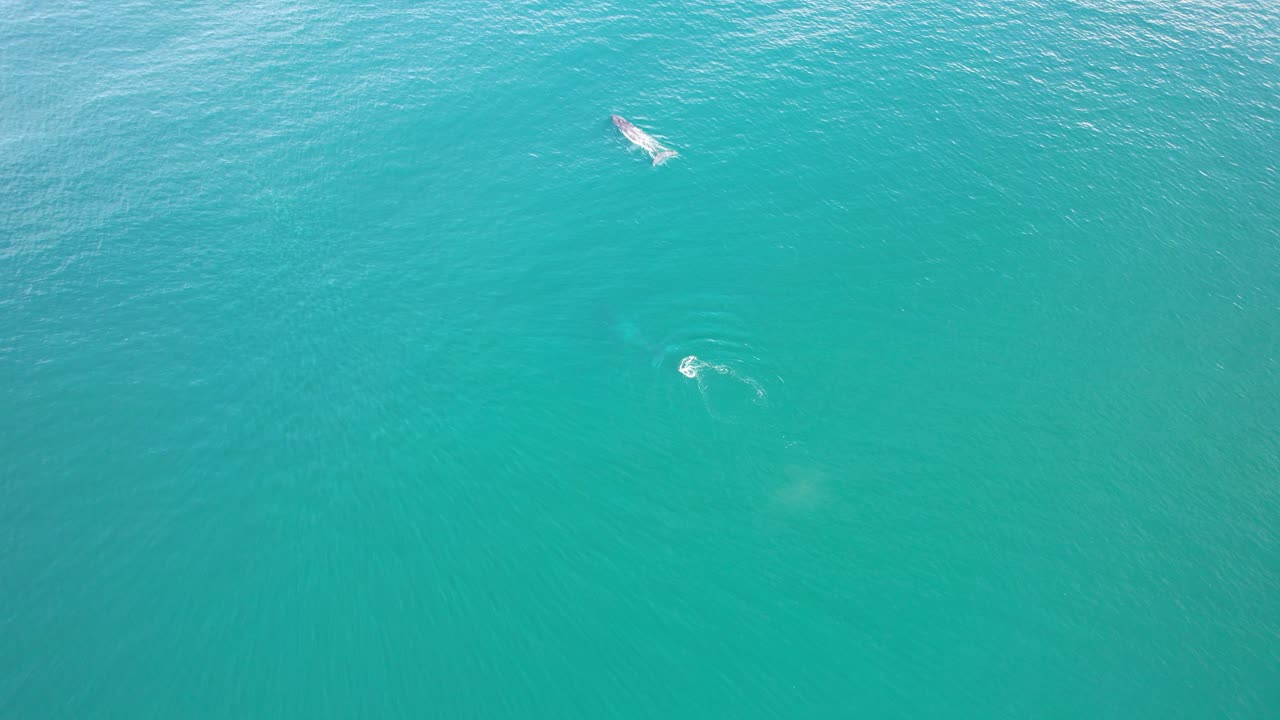 ballenas jorobadas en las aguas turquesas de la playa de cabarita, tweed shire, bogangar, ríos del norte, nueva gales del sur, australia toma aérea de dolly