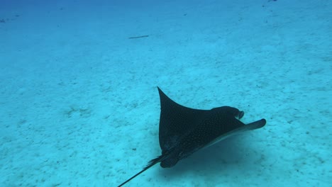 spotted eagle ray swimming on sandy ocean floor in bora bora. closeup, underwater shot