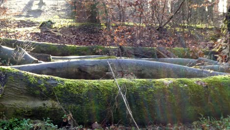 fallen mossy woodland deforestation forest tree trunks, sunshine ray shining on autumn leaves on floor