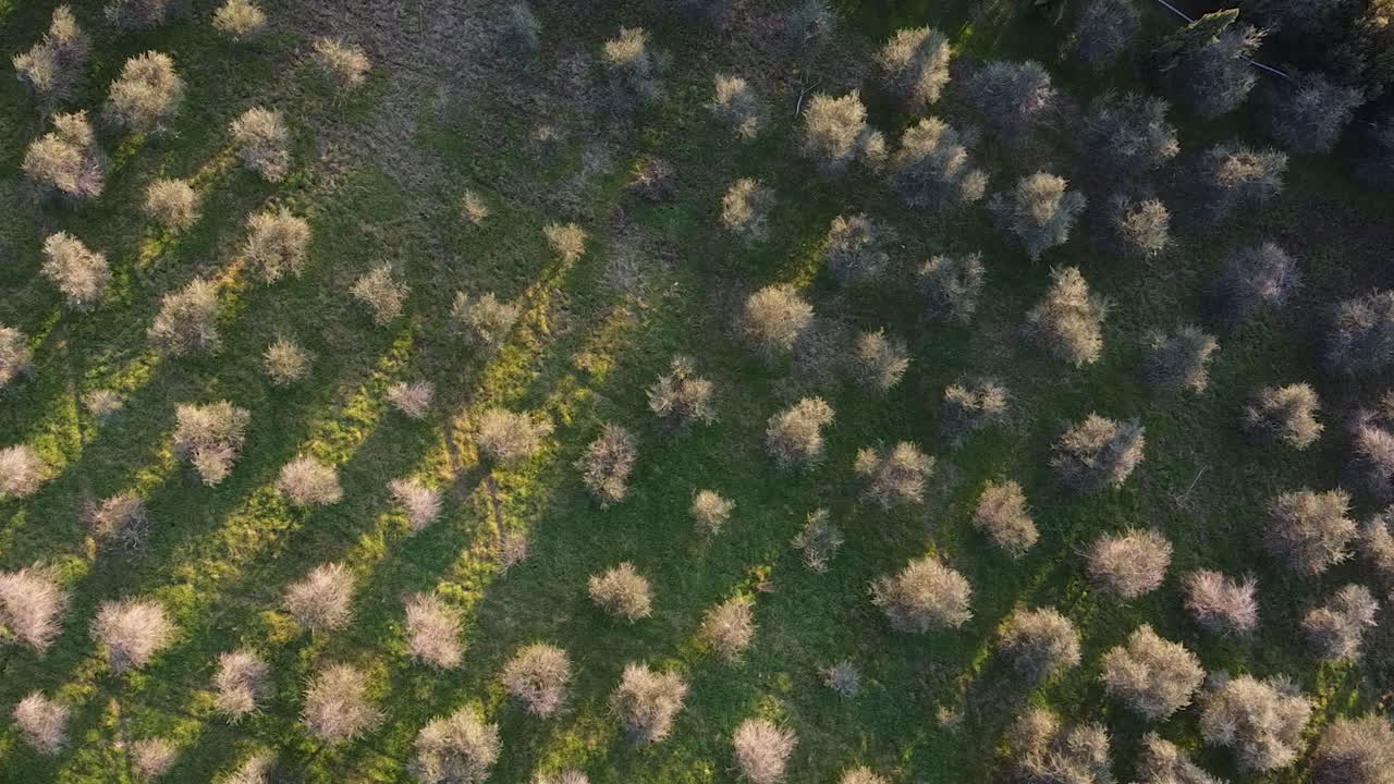 Panning aerial of  olive trees belonging to CasaMora 18th century agriturismo and homestead in the amazing Florence surrounding hills. Winter season at sunset, Piandisco Arezzo , Tuscany Italy