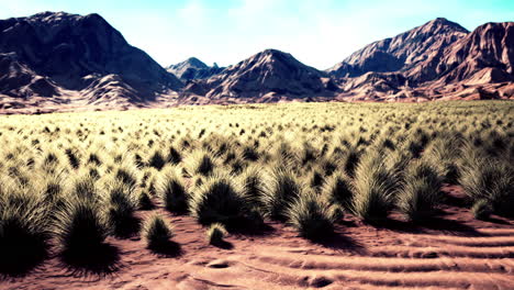 stoney desert in outback australia