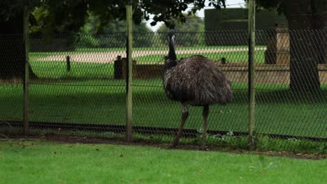 emu caminando en el clip cwp 1