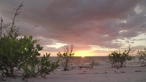 hermosa y relajante puesta de sol en la playa tropical con plantas nativas en primer plano