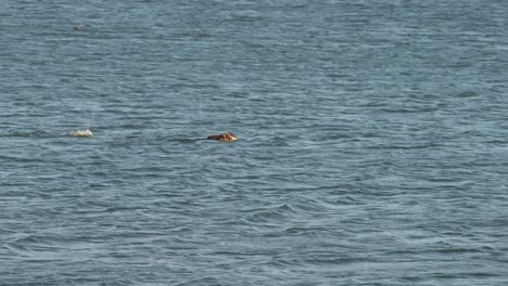 Sea-otter-family