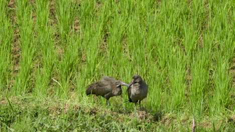 primer plano medio de dos pájaros de pie en una empanada de arroz en ruanda