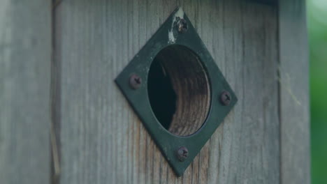 Mother-house-sparrow-flying-out-of-wooden-bird-house