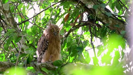 魚烏 (buffy fish owl) 是一個大型烏,但卻是四種烏中最小的