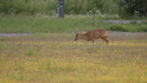 Relaxed-male-roe-deer-with-nice-pair-of-horns-walks-and-grazes-in-meadow