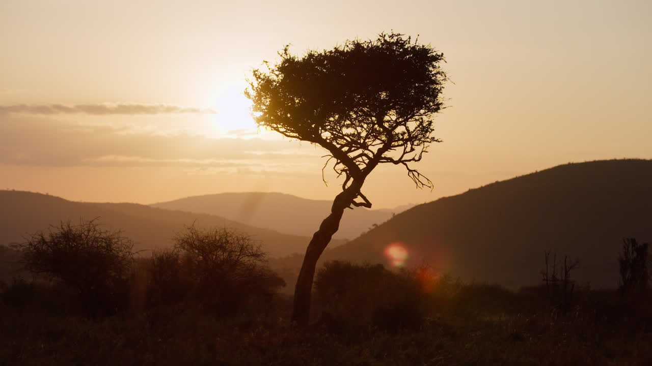 Árvore em uma área de savana com colinas ao nascer do sol