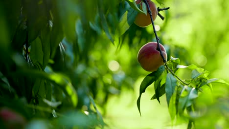 a fresh peach is on the branch in th summer morning