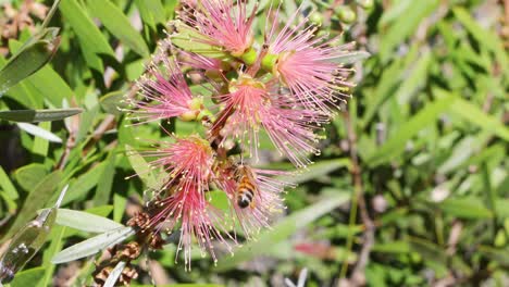 bee gathers pollen from vibrant pink flowers