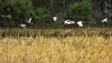 rice grass -playing birds