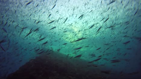 Fish-on-coral-reef-on-green-sunset-dive