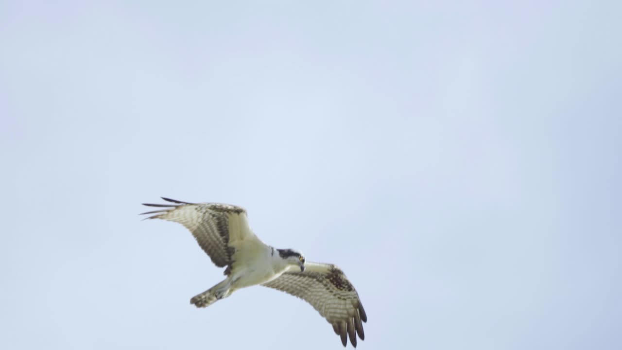 águila pescadora volando en el cielo buscando comida en cámara lenta