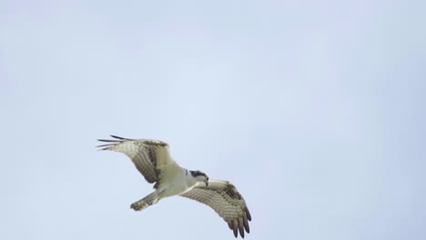 osprey flying in sky looking for food in slow motion