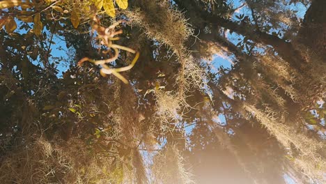 spanish moss draped oak tree