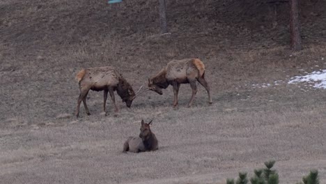 Bull-elk-sparring-on-Colorado-mountainside,-static-wide-shot