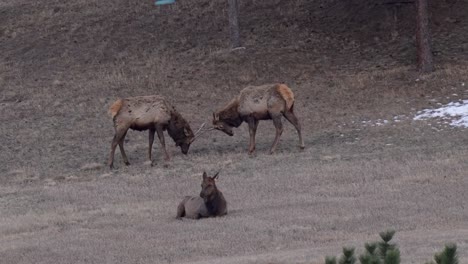 combate de alces de toro en la ladera de la montaña de colorado, tiro ancho estático