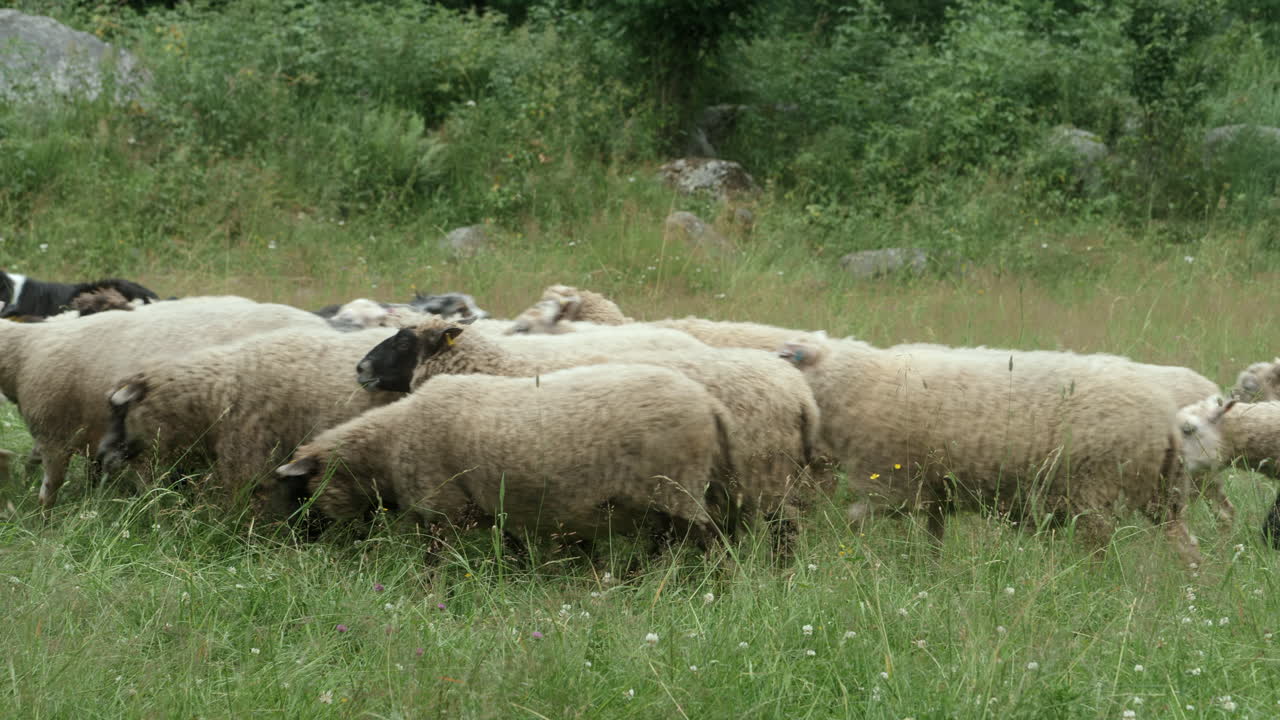A Herd of Sheep Passing By on a Beautiful Sunny Day, Sheep Walking infront of the Camera, Finland, Scandinavia