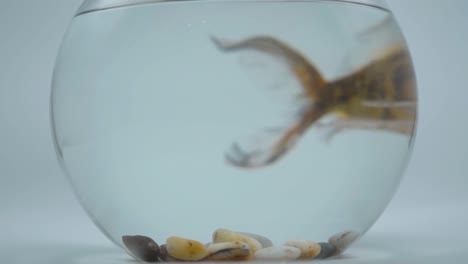 goldfish in a fishbowl isolated on white background 2